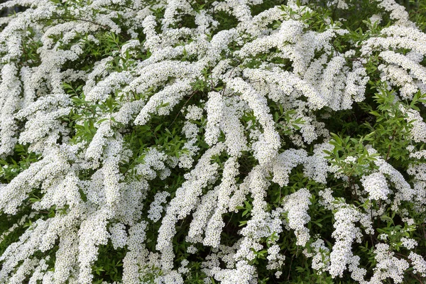 Arbuste à fleurs blanches — Photo