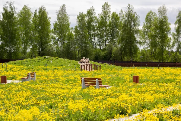 Porośnięte kwitnienia żółty mniszek opuszczony park — Zdjęcie stockowe