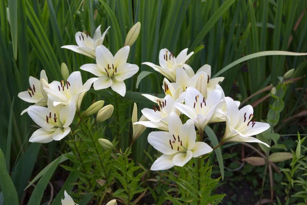 Vit Lilja blommor i lövverk närbild — Stockfoto