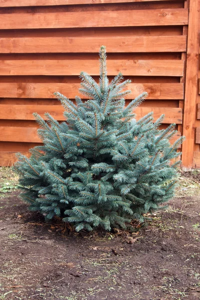 Little young fluffy blue spruce on background of wooden fence — Stock Photo, Image