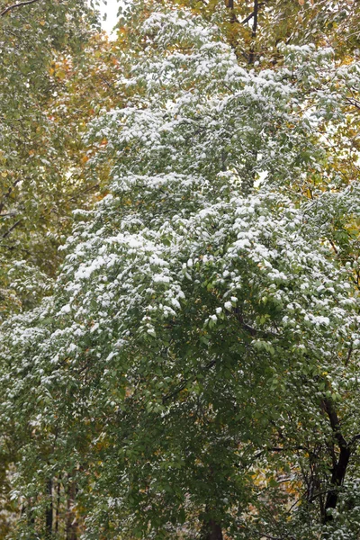 Zöld fák az udvar, az első hó alatt — Stock Fotó