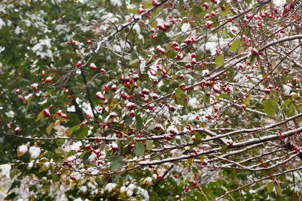Piros bogyós gyümölcsök egy ágat, az első hó alatt — Stock Fotó