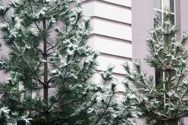 Zöld fák az udvar, az első hó alatt — Stock Fotó