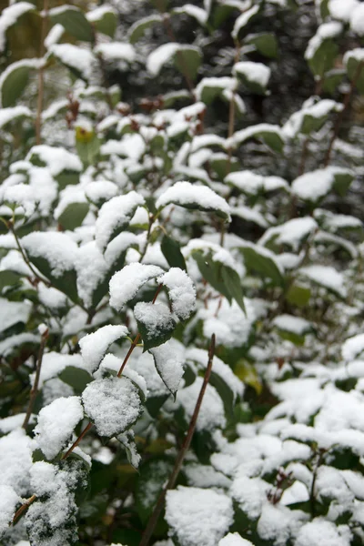 First white snow on green leaves — Stock Photo, Image