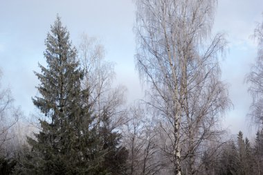 Ormandaki frost ile kaplı huş