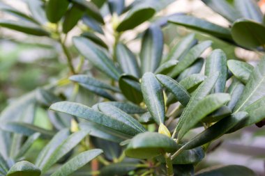 güzel yoğun yeşil yaprakları yeşillik zemin üzerine