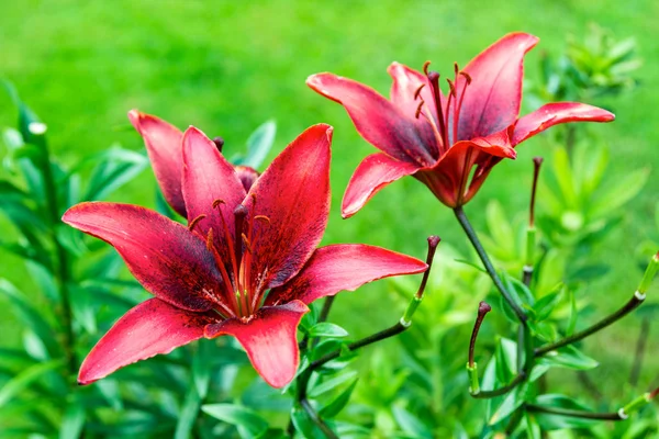 Två maroon lily på bakgrund av ljust grön — Stockfoto
