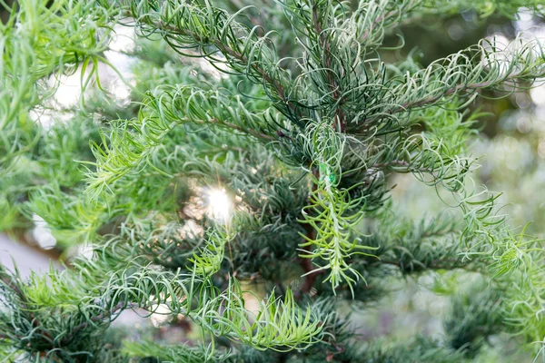 Měkoučké jehličí na mladých větvích closeup — Stock fotografie