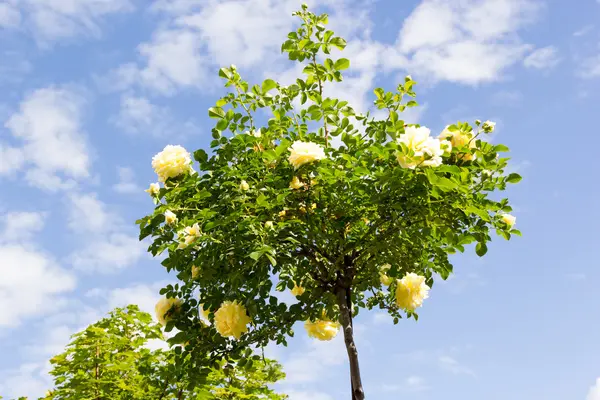 Stam rose blanche sur fond de ciel — Photo