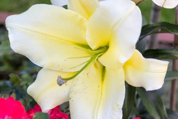 Lirio blanco con flor de polen primer plano —  Fotos de Stock