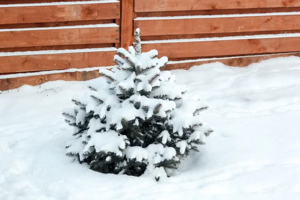 Hóval borított kis kék lucfenyő — Stock Fotó