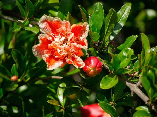 Flowering pomegranate tree in the Roman Forum in Rome, Italy — Stock Image Flowering pomegranate tree in the Roman Forum in Rome, Italy Royalty Free Stock Photos