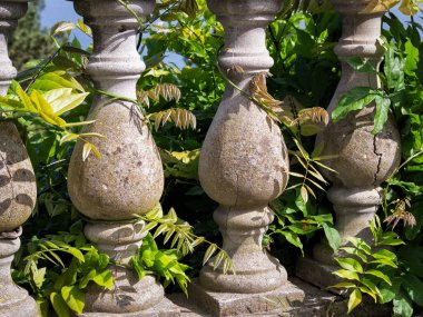 Old balustrade entwined with ivy clipart