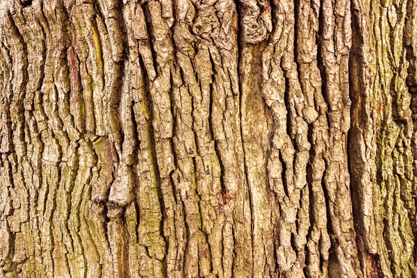 Meşe ağaç kabuğu