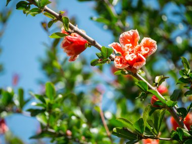 Çiçekli nar ağacı Roman Forumu Roma, İtalya