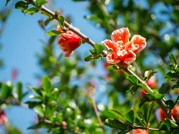 Çiçekli nar ağacı Roman Forumu Roma, İtalya