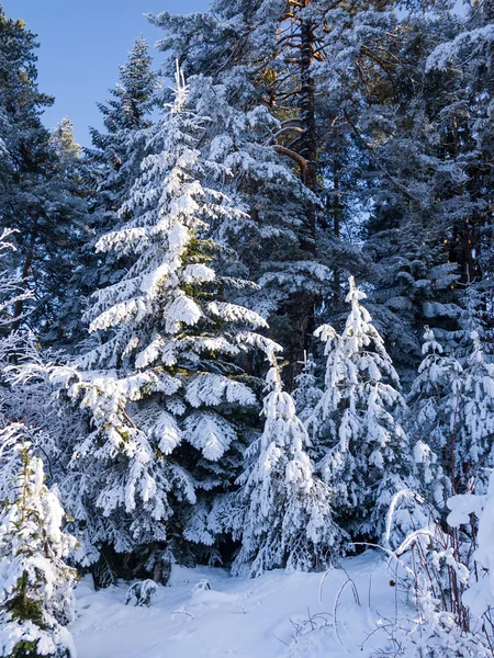 Karla kaplı ladin ağaçları..