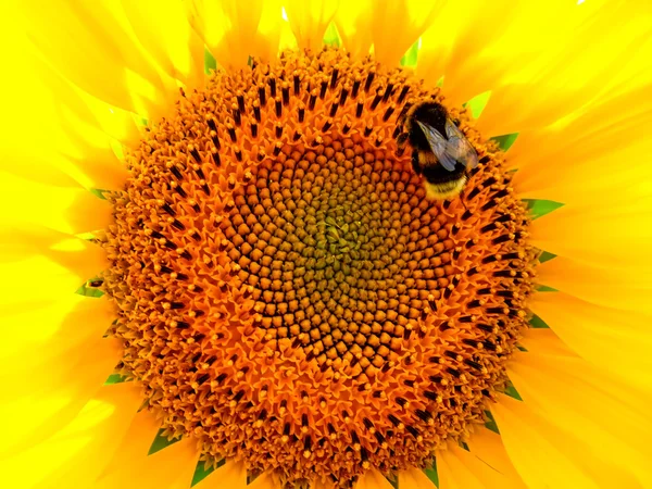 Ayçiçeği ile bumblebee