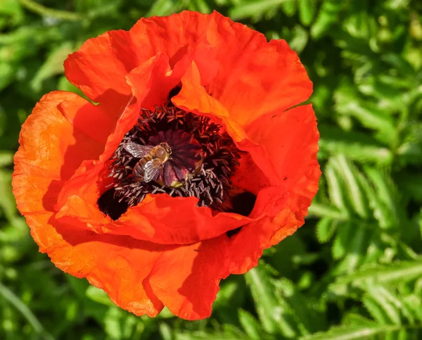 Bir arı ile haşhaş kırmızı çiçek