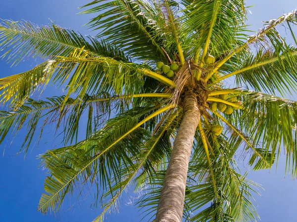 Hindistan cevizi hurma