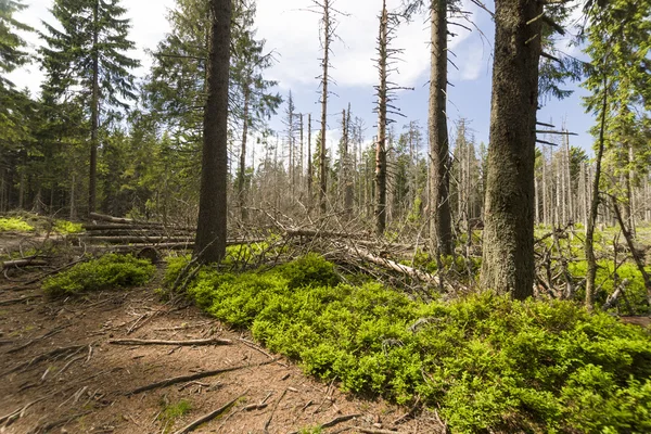 Bosque marchito — Foto de Stock