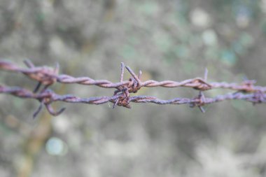 Champ de maïs à la récolte