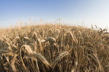 Mısır gevreği kulaklar