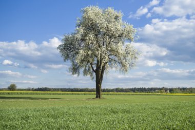 Çiçek açan ağaç