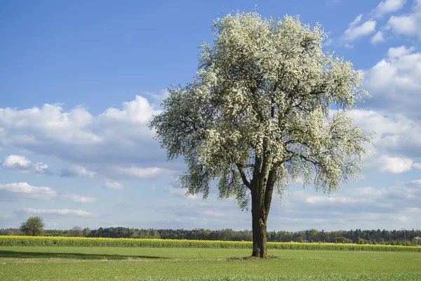 Arbre à fleurs Photos De Stock Libres De Droits