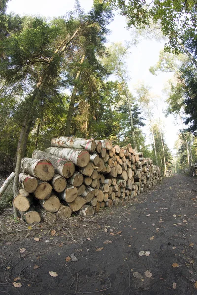 Gestión forestal —  Fotos de Stock