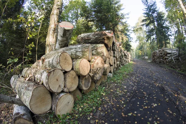 Gestión forestal —  Fotos de Stock