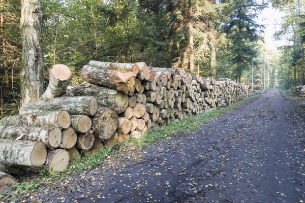 Gestión forestal —  Fotos de Stock