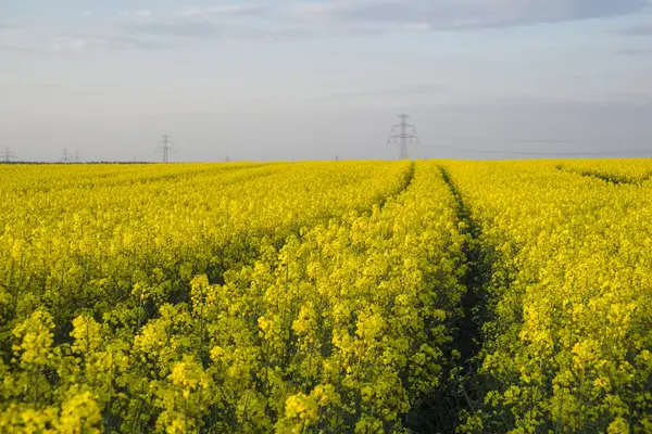 Campos de canola —  Fotos de Stock