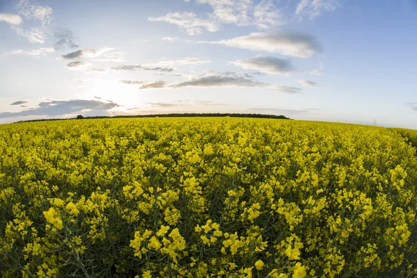 Canola —  Fotos de Stock