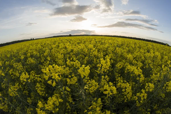 Canola —  Fotos de Stock