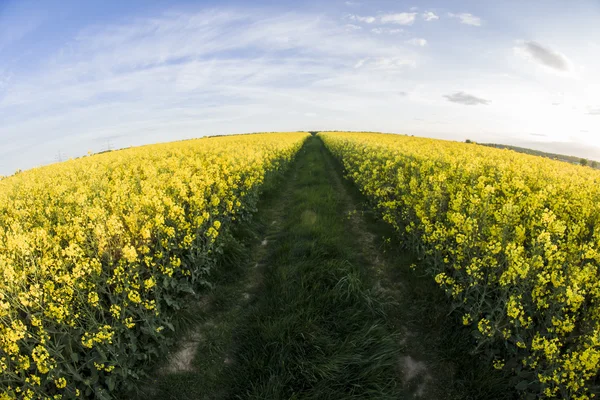 Canola —  Fotos de Stock