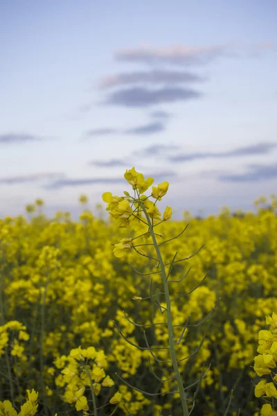 Canola floreciente —  Fotos de Stock