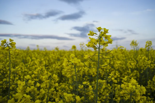 Canola floreciente —  Fotos de Stock