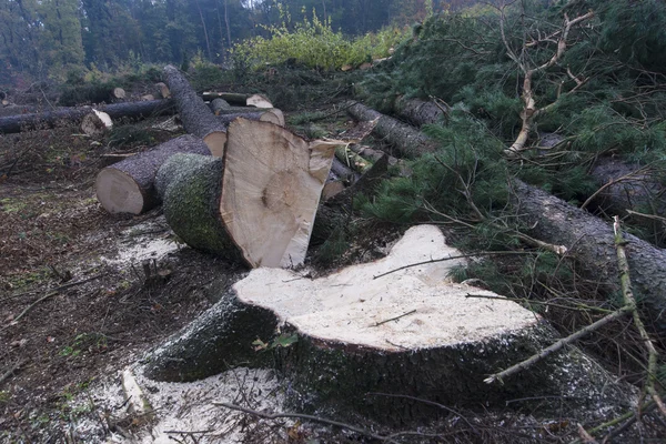 Forest management — Stock Photo, Image