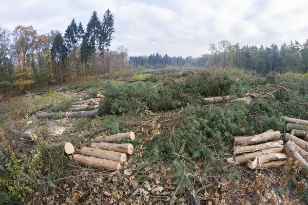 Gestión forestal —  Fotos de Stock