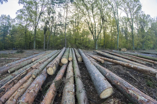 산림 관리 — 스톡 사진
