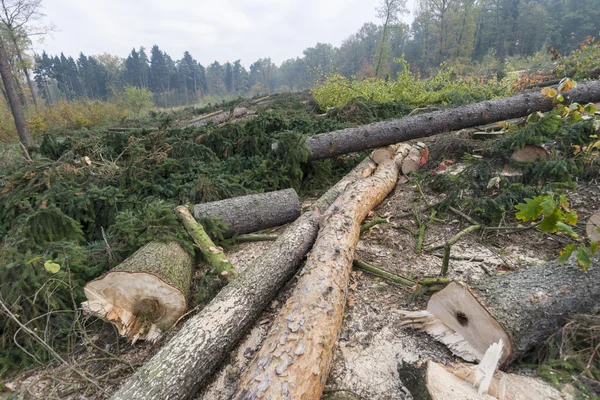 Gestion des forêts Photos De Stock Libres De Droits