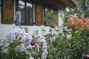 Bahçedeki çiçekler