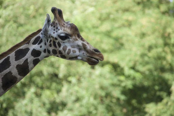 Girafa — Fotografia de Stock