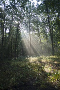 Bahçedeki çiçekler