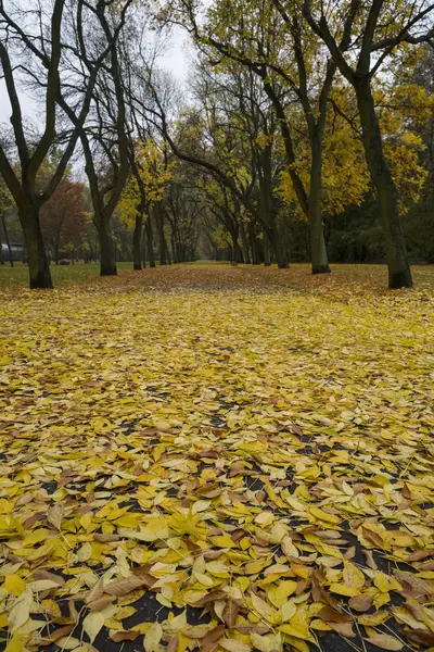 Şehir parkında sonbahar — Stok fotoğraf