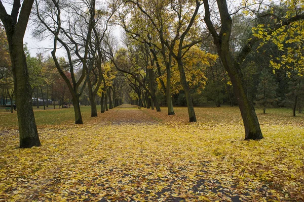 Осень в парке — стоковое фото