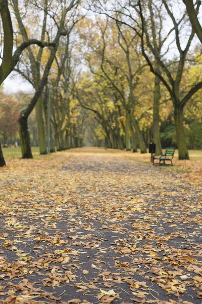 Şehir parkında sonbahar — Stok fotoğraf