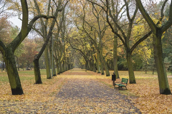 Şehir parkında sonbahar — Stok fotoğraf