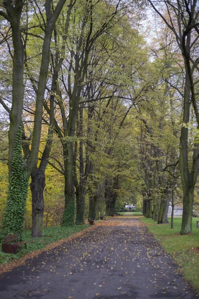 Ruelle de tilleul d'automne Photo De Stock